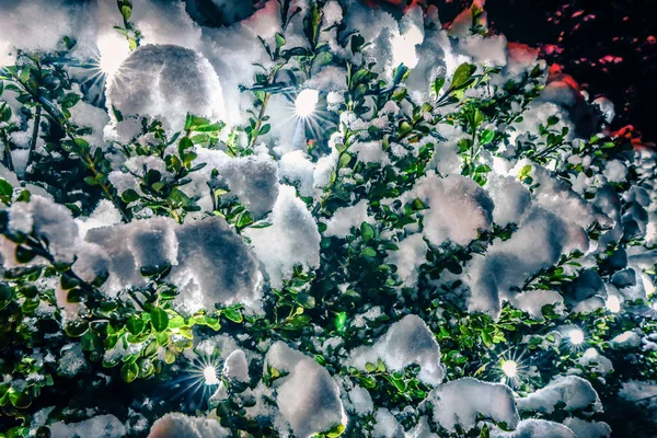 Bush svítí jasně na sněhu zahrnuty mlhavé vánoční večer — Stock fotografie