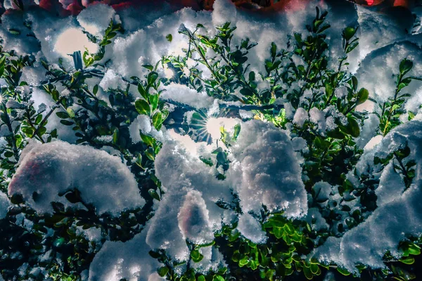 Bush brille brillamment sur la neige couvert Foggy soirée de Noël — Photo