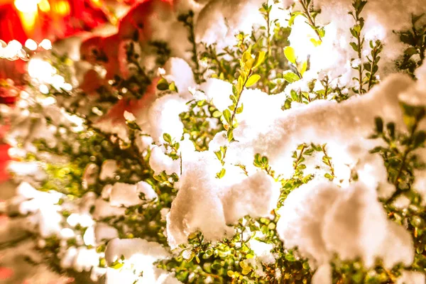 Busch leuchtet hell an schneebedecktem nebligen Weihnachtsabend — Stockfoto