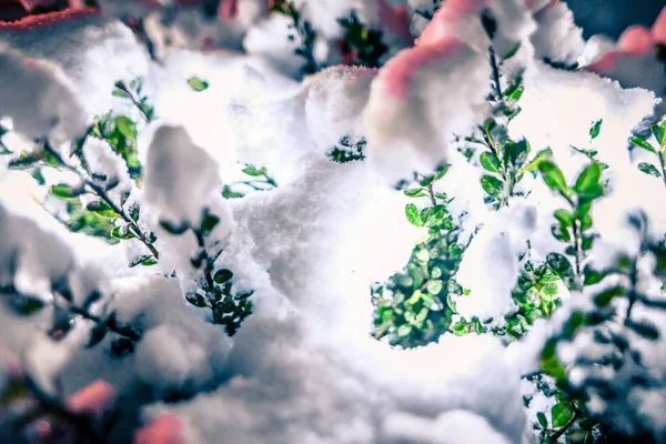 Bush brilla brillantemente en la noche de Navidad nublada cubierta de nieve —  Fotos de Stock