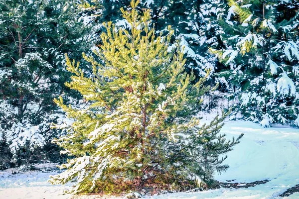 Stálezelené rostliny pokryté sněhem v lednu po zimní bouři — Stock fotografie