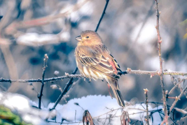 House finch tiny bird perched on a tree — Stock Photo, Image