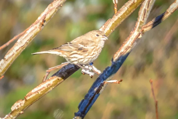 Pinsons minuscules oiseaux perchés sur un arbre — Photo