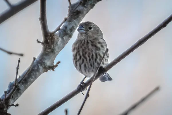 house finch tiny bird perched on a tree