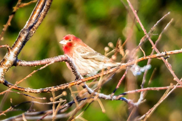 Hausfink winziger Vogel hockt auf einem Baum — Stockfoto