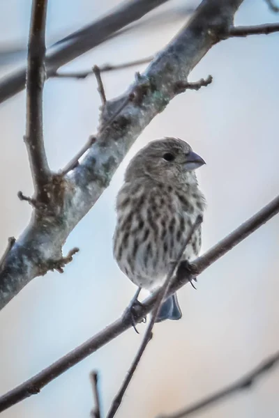 ハウスフィンチ小さな鳥は、木の上に腰掛け — ストック写真