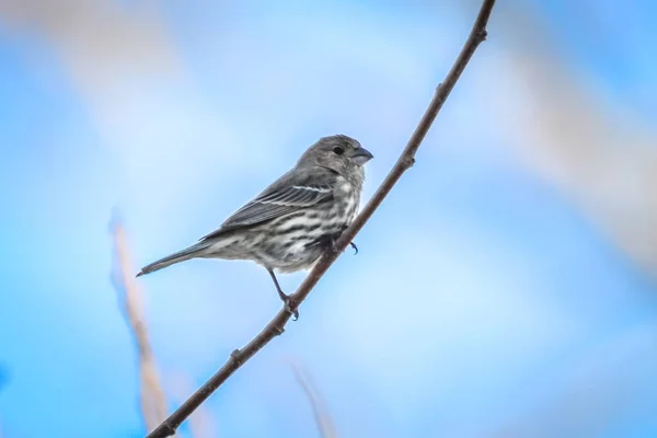 ハウスフィンチ小さな鳥は、木の上に腰掛け — ストック写真