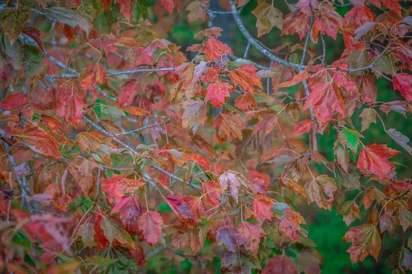 Herbst orange gefärbte Blätter und Laub auf einem Baum — Stockfoto