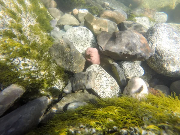 Undervanns elvestein som vaskes av fjellbekk – stockfoto