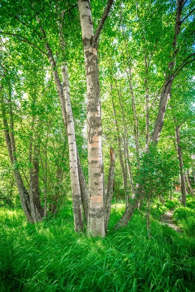 Paysage nordique et la nature en Alaska panhandle — Photo