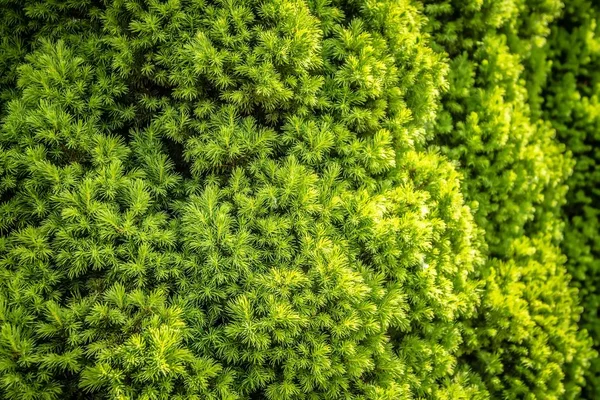 Paisaje del norte y la naturaleza en Alaska panhandle — Foto de Stock