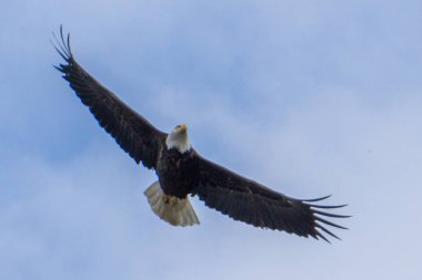 Alaska'da bulunan uçuş kel kafa kartal
