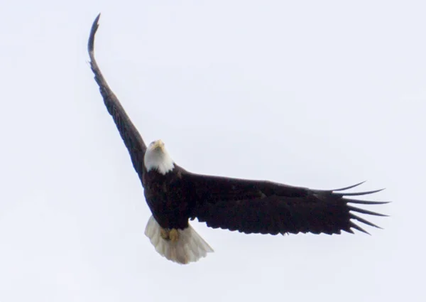 Alaska'da bulunan uçuş kel kafa kartal — Stok fotoğraf