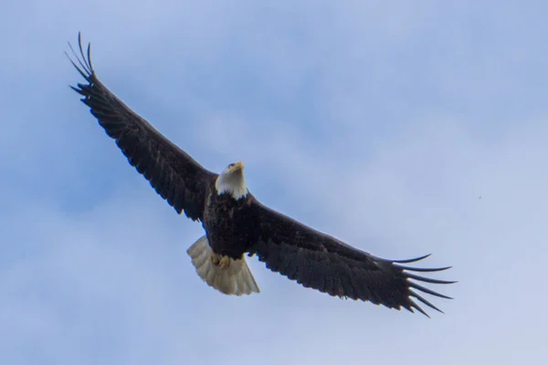 Plešatý hlavy orla v letu v Aljašce — Stock fotografie