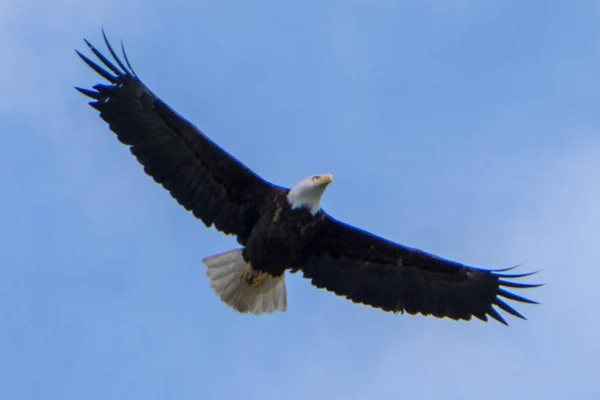 Skalliga huvud örn i flyg Funna i alaska — Stockfoto