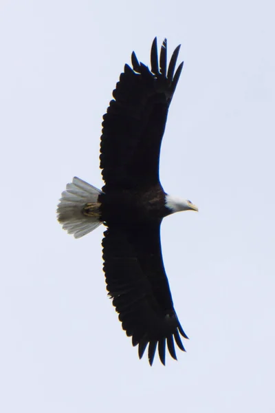 Skalliga huvud örn i flyg Funna i alaska — Stockfoto