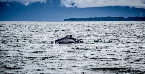 Walvis in de buurt van skagway, alaska — Stockfoto