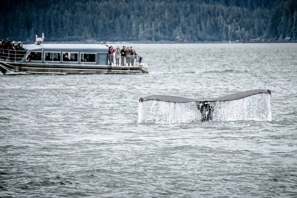 Наблюдение за китами возле Скагуэй Аляска — стоковое фото