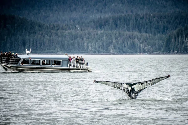 Observación de ballenas cerca de skagway alaska — Foto de Stock
