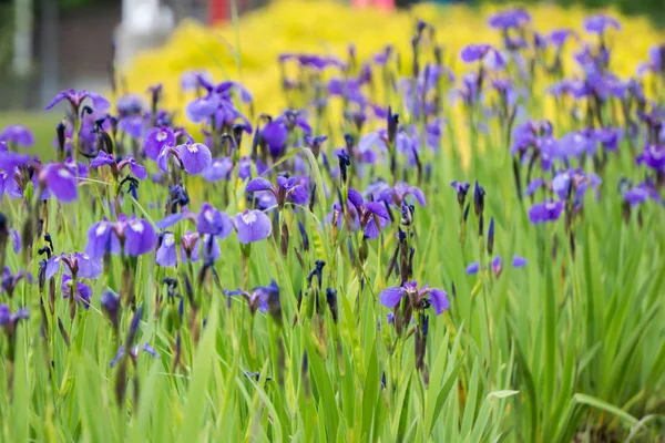 Lila Iris äng trädgård i Alaskan stad — Stockfoto