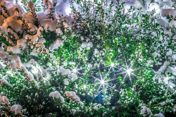 Green bush covered in snow at night with lights. Closeup of Chri — Stock Photo, Image