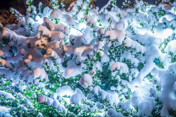 Arbusto verde coberto de neve à noite com luzes. Closeup de Chri — Fotografia de Stock