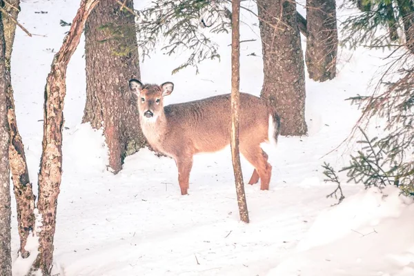 白尾鹿在雪中寻找食物 — 图库照片