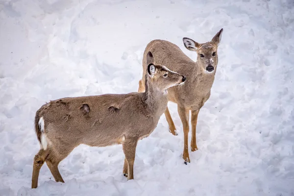 White tailed deer seeking food in snow — Stock Photo, Image