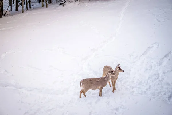 Cervos de cauda branca à procura de comida na neve — Fotografia de Stock