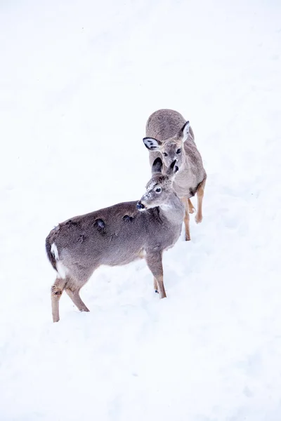 Λευκή ουρά ελάφια που αναζητούν τροφή στα χιόνια — Φωτογραφία Αρχείου