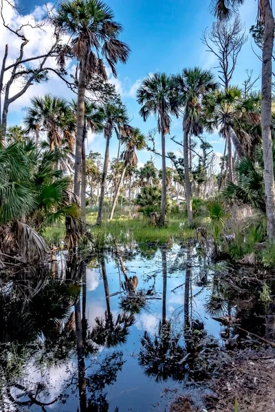 Caça Ilha Sul Carolina Praia Cenas — Fotografia de Stock