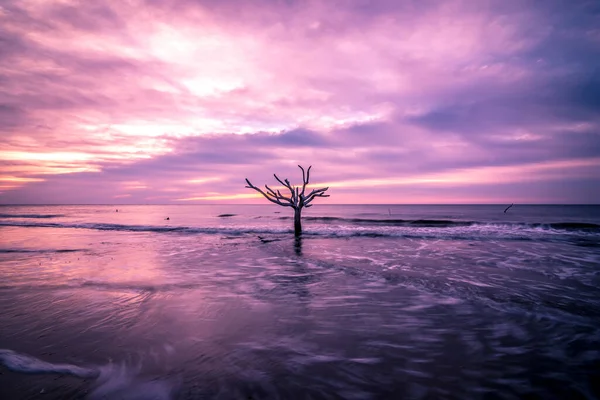 Île Chasse Sud Carolina Plage Scènes — Photo