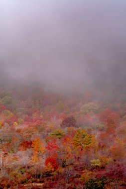 Appalachian Dağları 'nda sonbahar Blue Ridge Parkwa boyunca görülür.