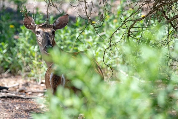 Doe White Tail Deer Hunting Island State Park South Carolina — Stock Photo, Image