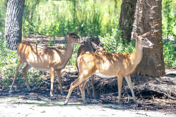 Biche Cerf Queue Blanche Sur Île Chasse Parc État Carolina — Photo