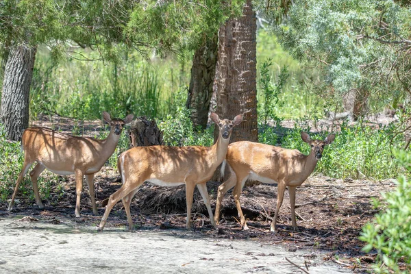 Rehschwanzhirsche Auf Der Jagd Island State Park South Carolina — Stockfoto