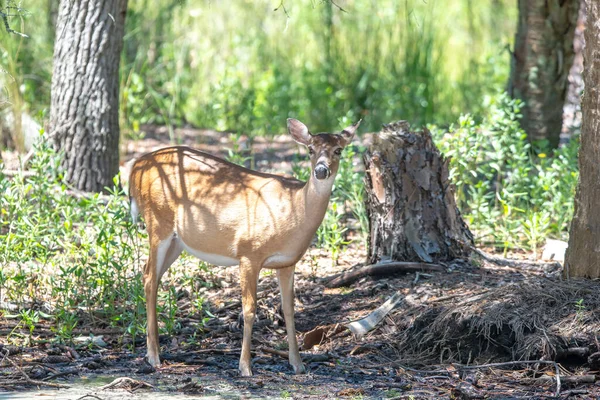 狩猟島州立公園サウスカロライナに白い尾の鹿を — ストック写真