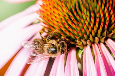 Arı, çiçek ekinezisini tozlaştırır. Tozlaşma.