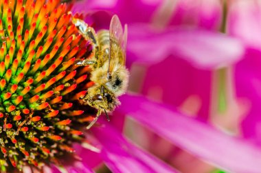 Arı, çiçek ekinezisini tozlaştırır. Tozlaşma.