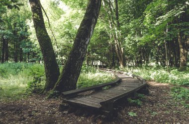 Yeşil yaz ormanında eski ahşap patika yolu.