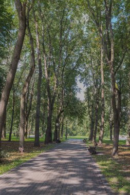 Parktaki bankta, yeşil ağaçların arasında. Yürüyüş için park et