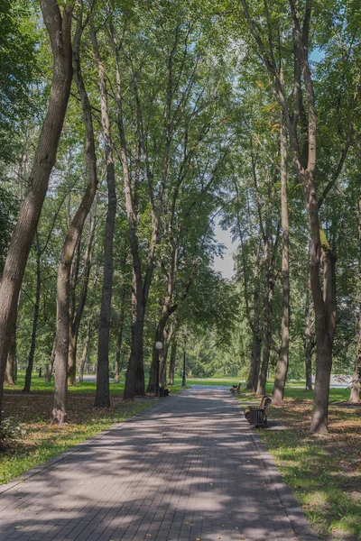 푸른 나무들 사이 공원에 벤치가 있습니다. 산책을 위한 공원 — 스톡 사진