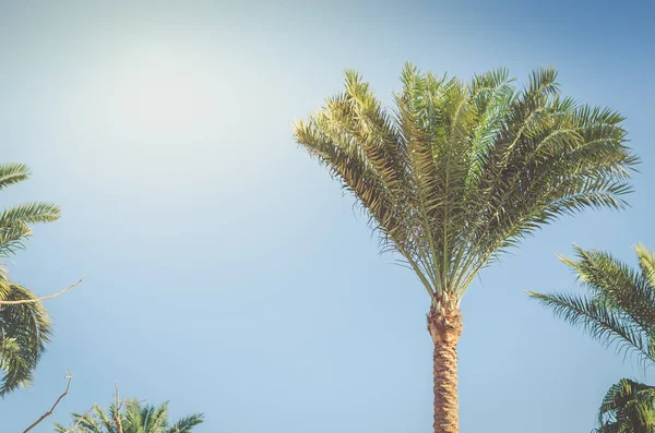Green palm trees against the background of blue sky, natural lan — Stock Photo, Image