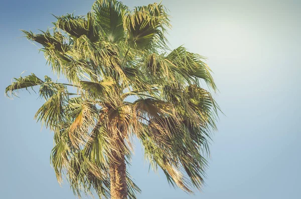 Zöld pálmafák hátterében a kék ég, természetes lan — Stock Fotó