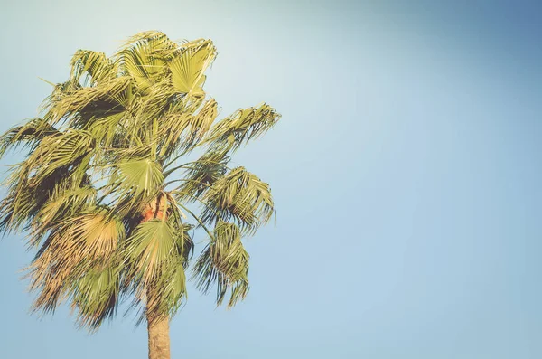 Mavi gökyüzünün arka planında palmiye ağaçları, güneşli bir gün, güzel — Stok fotoğraf