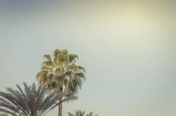 Schöne Palmen vor dem Hintergrund des blauen Himmels in hellem Licht — Stockfoto