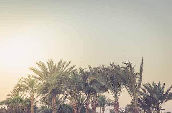 Пальма под солнцем на фоне голубого неба. Опасность заключается в том, что в случае возникновения непредвиденных обстоятельств, которые могут привести к возникновению чрезвычайных ситуаций, в том числе связанных с наводнением, пострадают люди, в том числе дети.