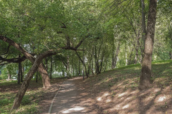 Paseo por el parque con árboles verdes. Hermoso paisaje de suma — Foto de Stock