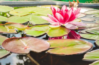 Kurbağa ve zambak çiçeği. Kurbağa ve zambak çiçeği olan bir gölet..