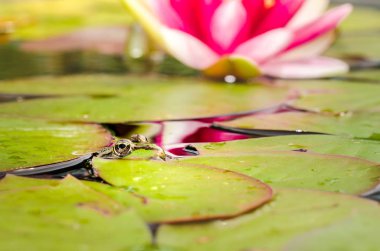 Kurbağa ve zambak çiçeği. Kurbağa ve zambak çiçeği olan bir gölet..